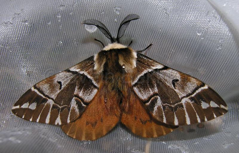  Endromis versicolora